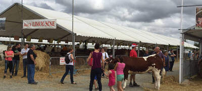 Foire de Béré 2016 - Etable temporaire pour les éleveurs de Race Limousine